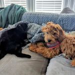 Four Paws Hotel and Spa