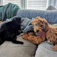 Four Paws Hotel and Spa ico