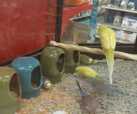 Petco