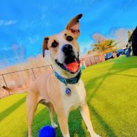 Thrive Pet Healthcare - Natick ico