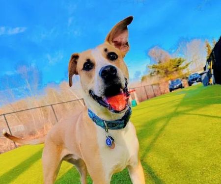 Thrive Pet Healthcare - Natick