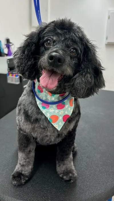Thrive Pet Healthcare - Natick Picture 9