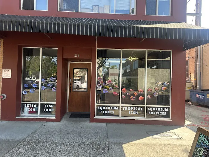 PNW Bettas Picture 2