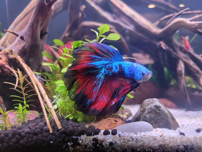 PNW Bettas Picture 5