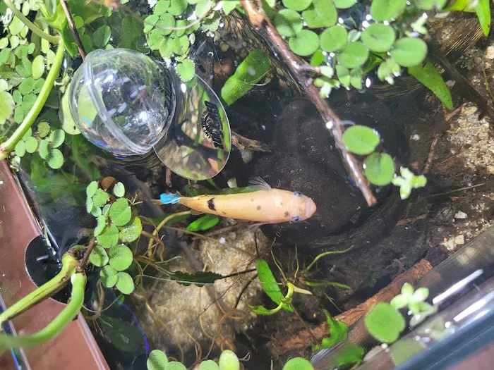 PNW Bettas Picture 6