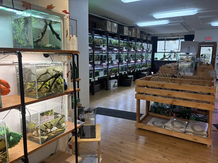 PNW Bettas Picture 1