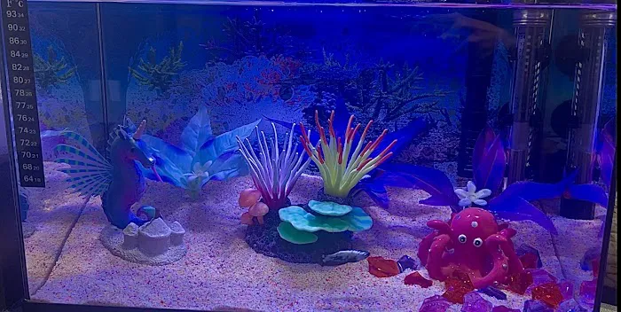 PNW Bettas Picture 4