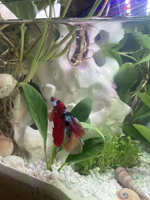 PNW Bettas Picture 7