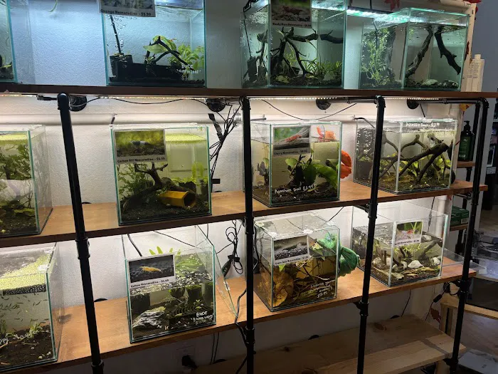 PNW Bettas Picture 9