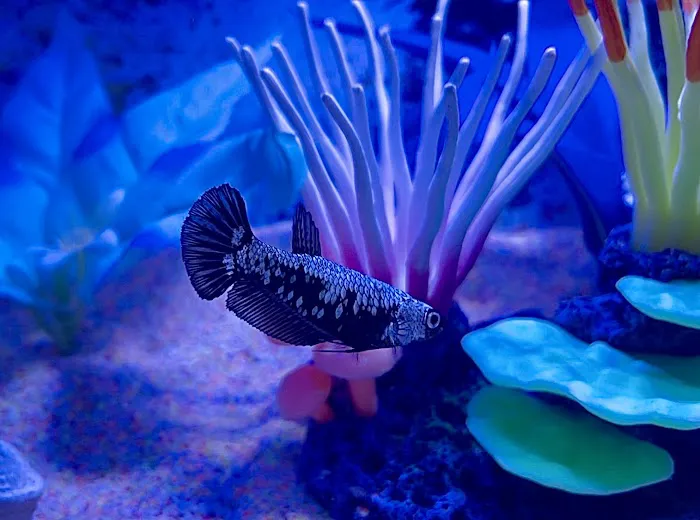 PNW Bettas Picture 3