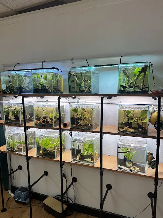 PNW Bettas Picture 10