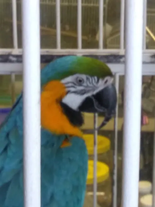 Animal House Picture 2