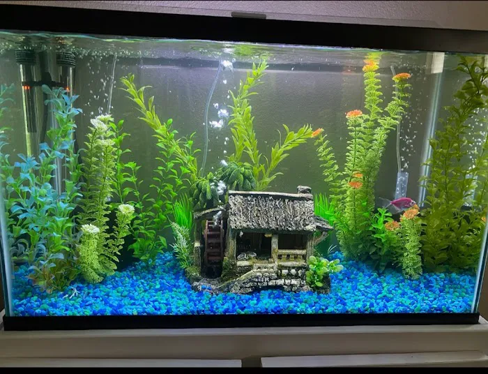 Animal House Picture 4