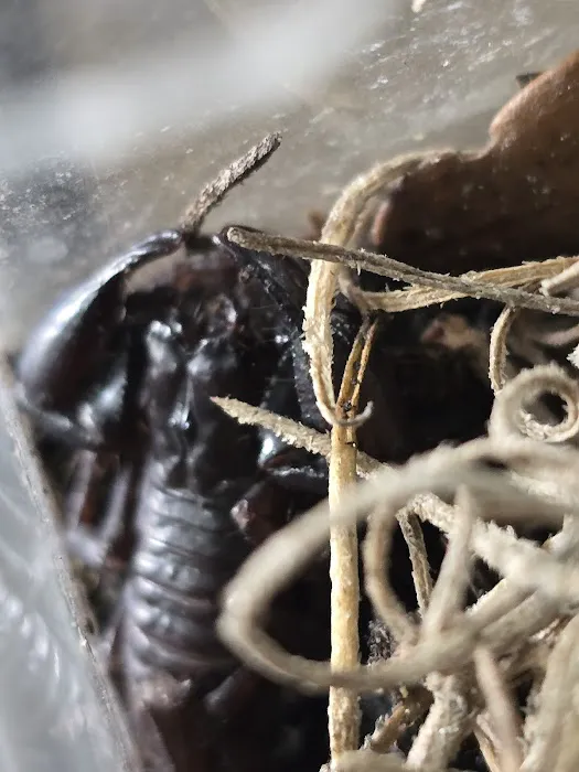 Ramsdell's Reptile Room LLC Picture 6