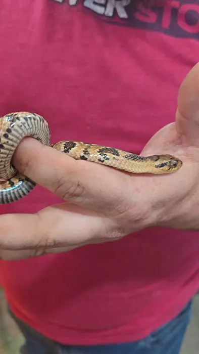 Ramsdell's Reptile Room LLC Picture 8