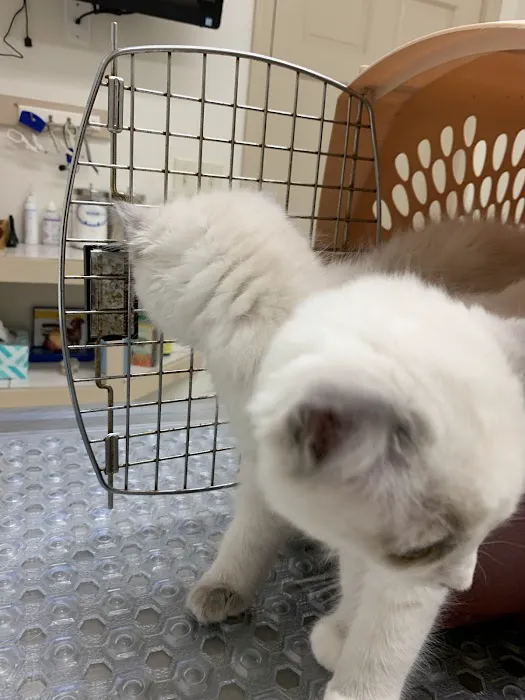 Clinton Veterinary Hospital Picture 5