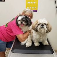 Clinton Veterinary Hospital ico