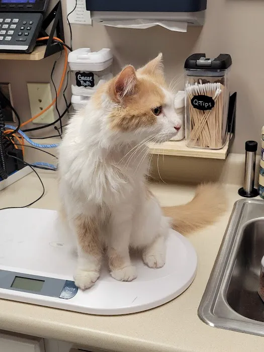 Leominster Animal Hospital Picture 2