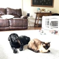 Leominster Animal Hospital ico