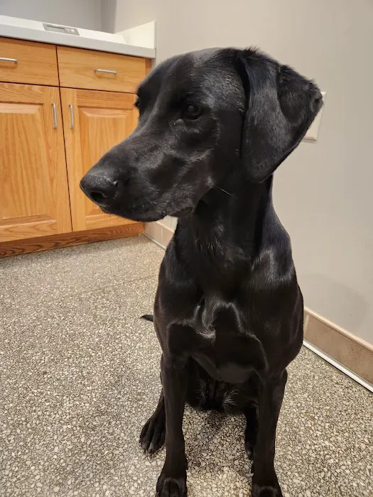 VCA Lancaster Animal Hospital Picture 7