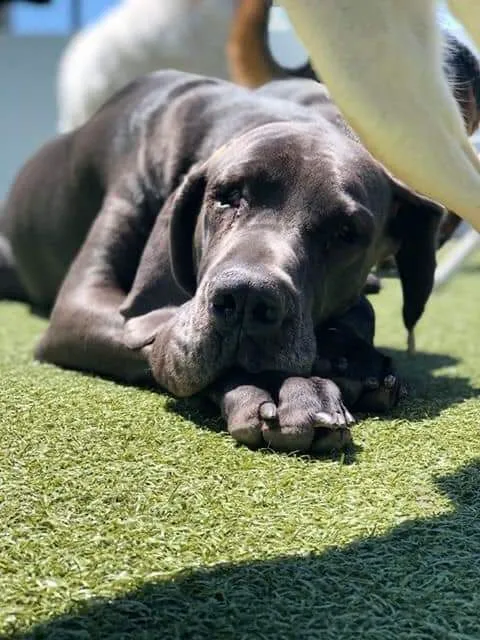 VCA Lancaster Animal Hospital Picture 2