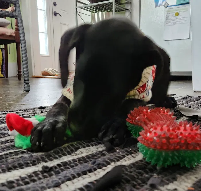 VCA Lancaster Animal Hospital Picture 6