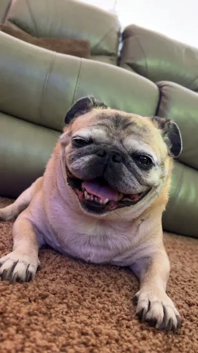 VCA Lancaster Animal Hospital Picture 10