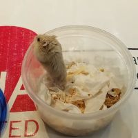 VCA Lancaster Animal Hospital ico