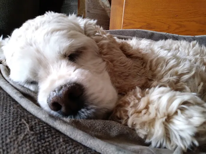 VCA Lancaster Animal Hospital Picture 8