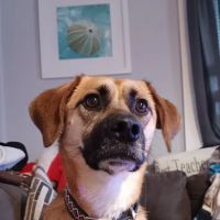 Banfield Pet Hospital ico