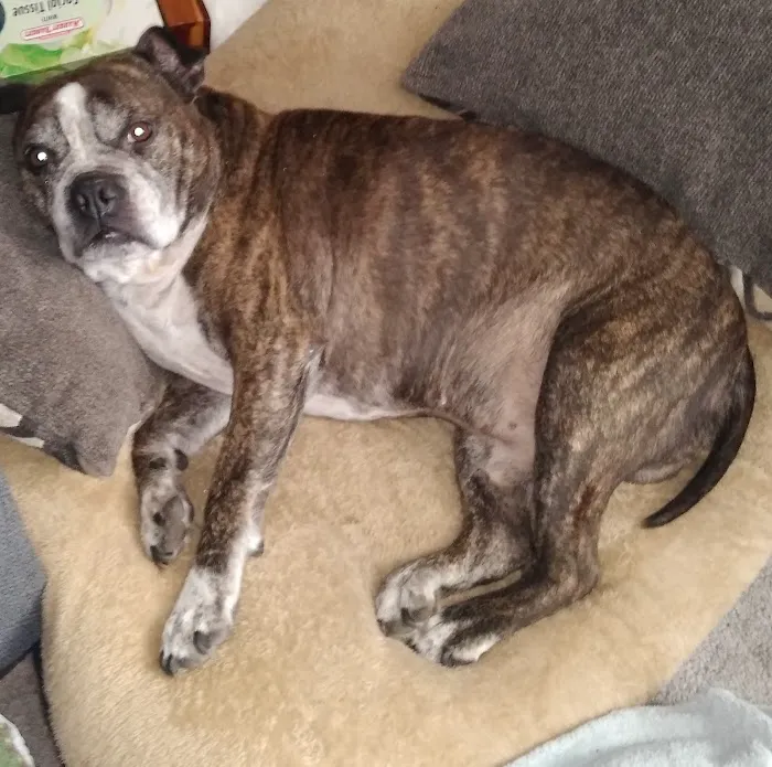 Banfield Pet Hospital Picture 6