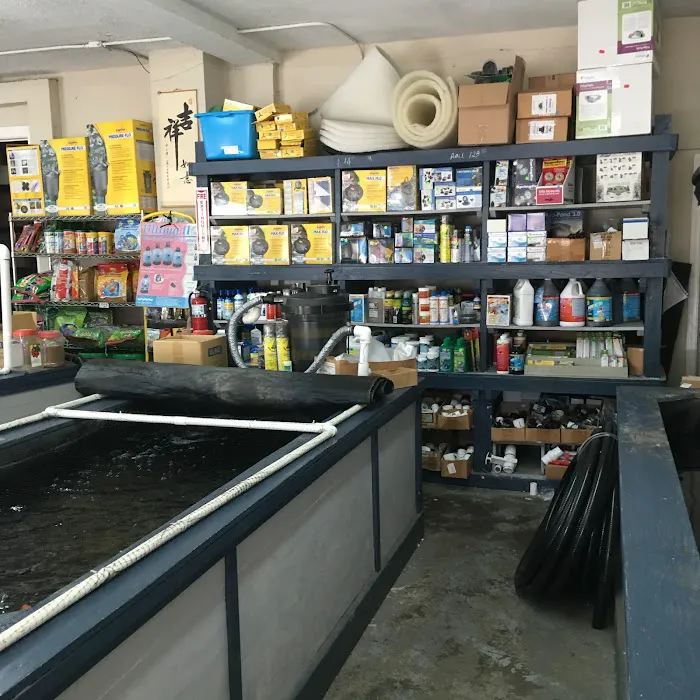 Rising Sun Koi Picture 6