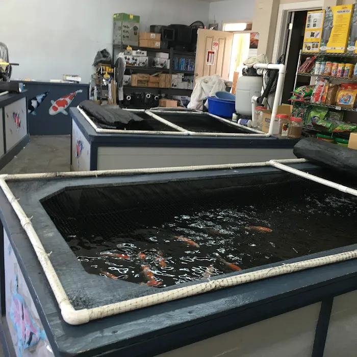 Rising Sun Koi Picture 10