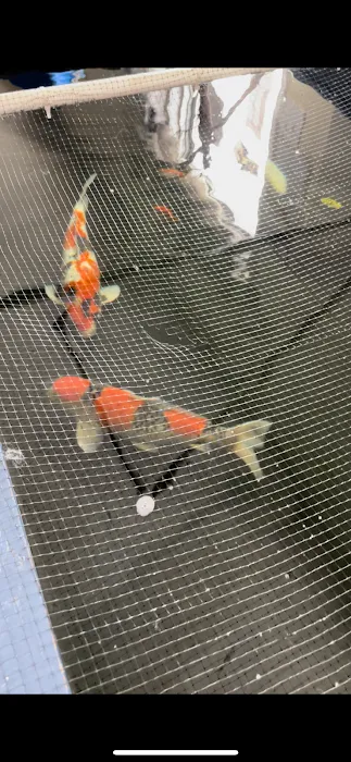 Rising Sun Koi Picture 7