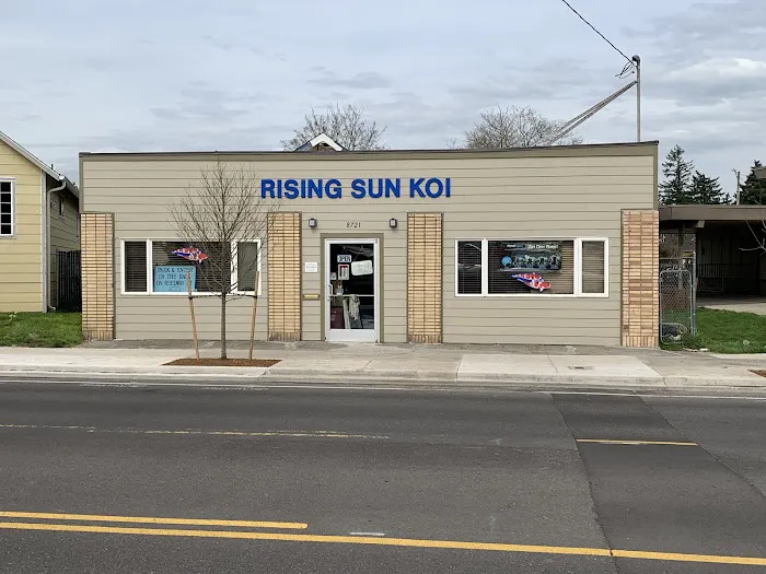 Rising Sun Koi Picture 2