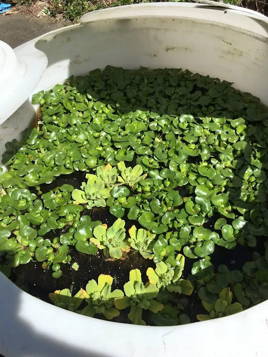 Rising Sun Koi Picture 5