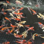 Rising Sun Koi