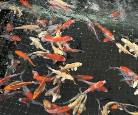Rising Sun Koi