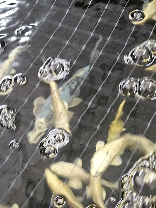 Rising Sun Koi Picture 3