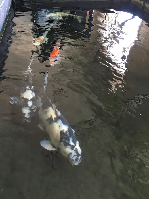 Rising Sun Koi Picture 4