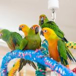 Bird Hut Inc.