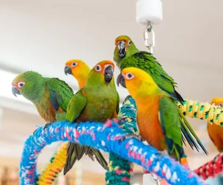 Bird Hut Inc.
