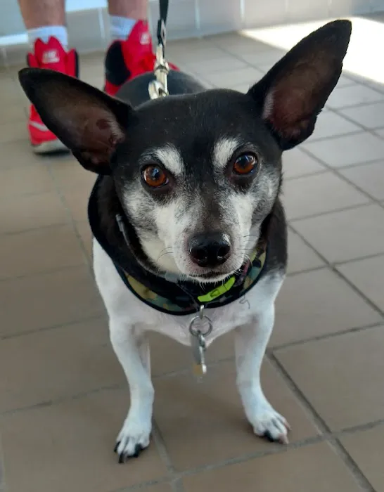 Integrative Animal Health Picture 2