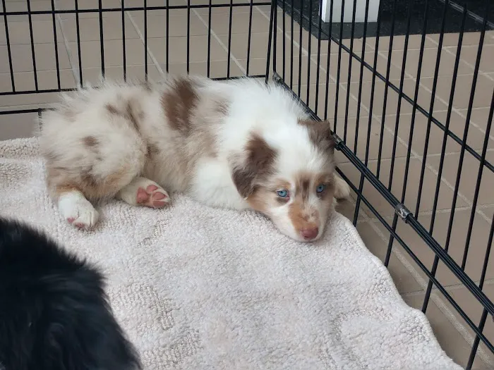 Integrative Animal Health Picture 1