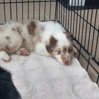 Integrative Animal Health ico