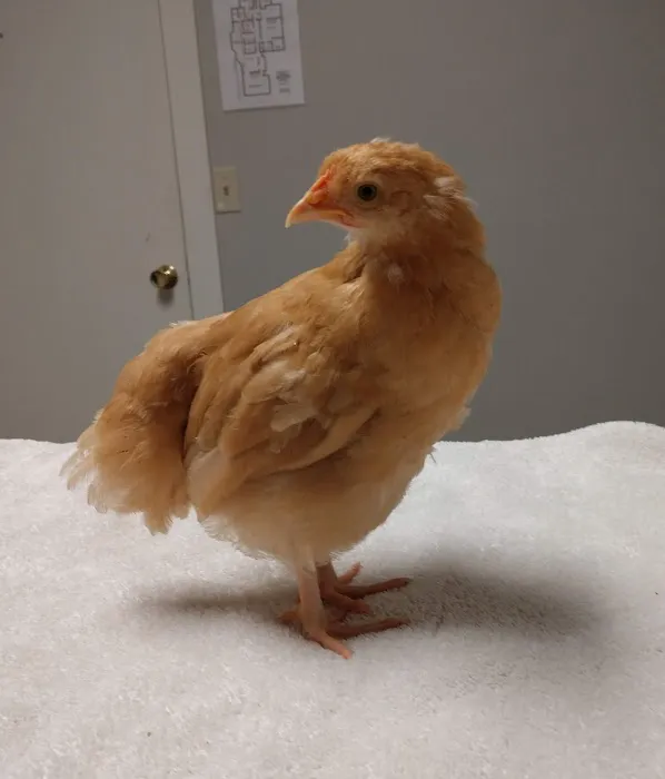 Integrative Animal Health Picture 4