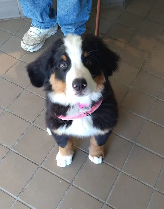 Integrative Animal Health Picture 5