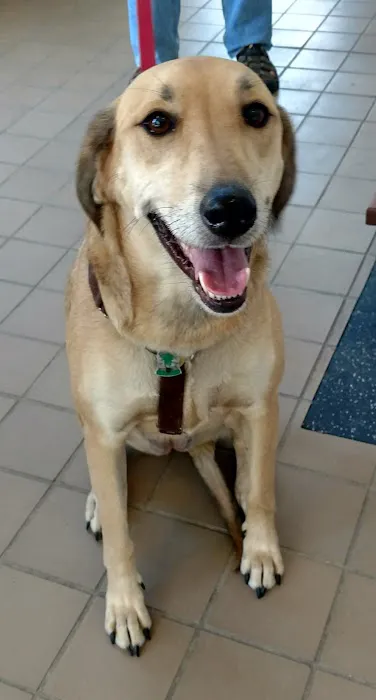 Integrative Animal Health Picture 6