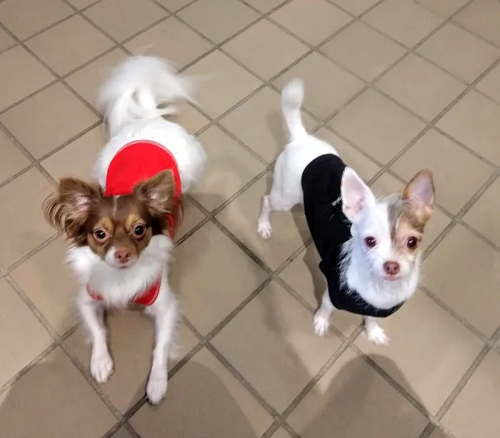 Integrative Animal Health Picture 7