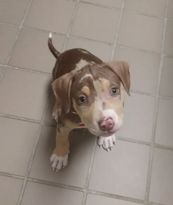 Integrative Animal Health Picture 8